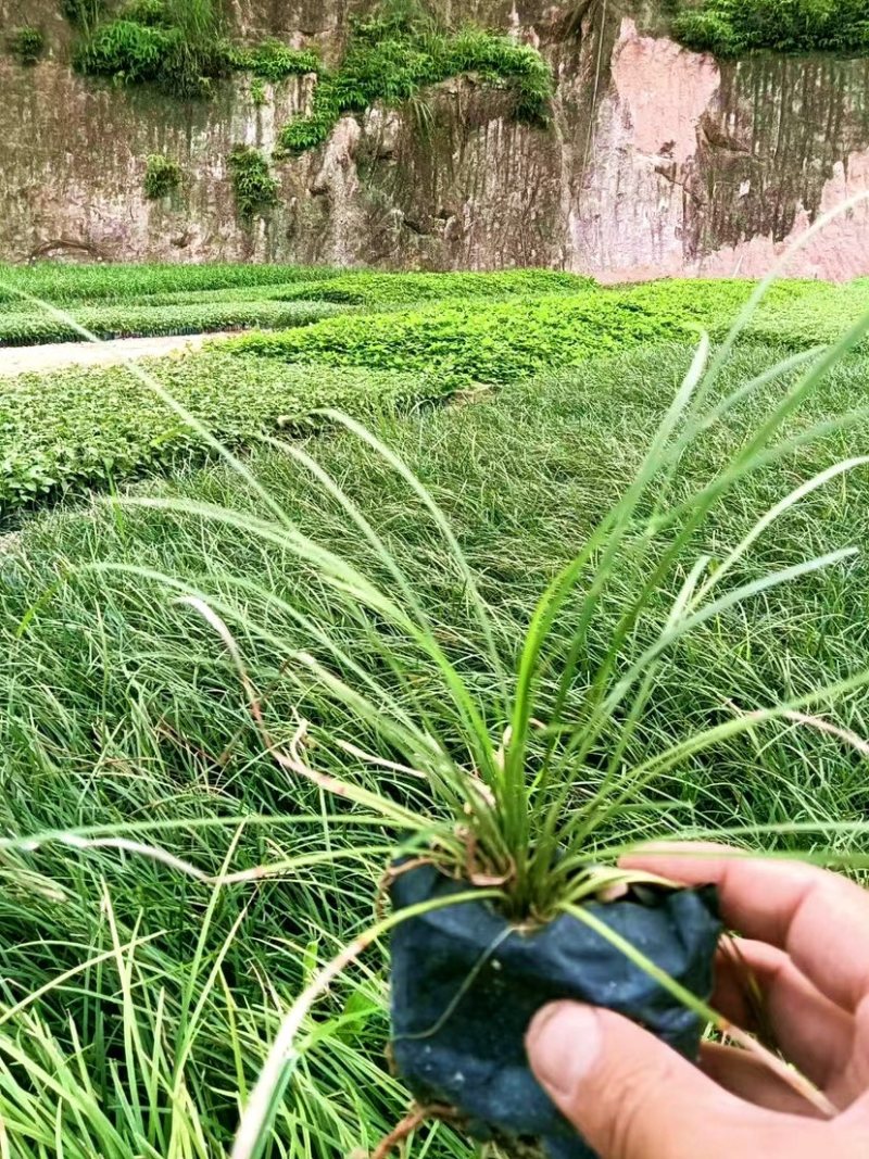 葱兰（各种规格都有，欢迎来电或在线咨询）
