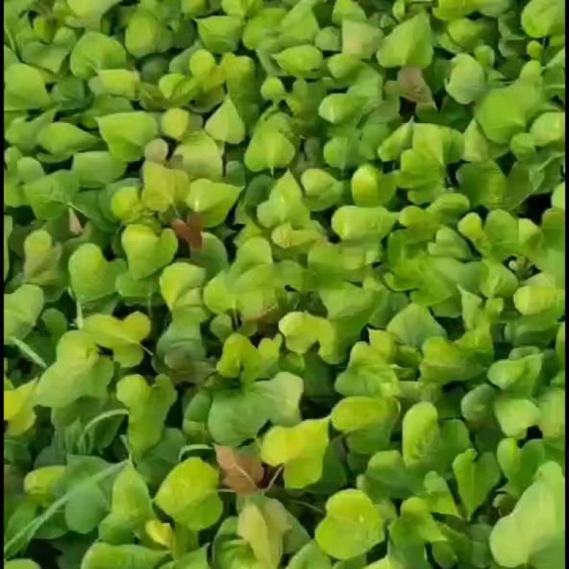 西瓜红脱毒红薯苗冷棚脱毒苗小拱棚晾晒时间长成活率高