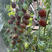 紫千禧番茄苗绿千禧青口蜜红黄花生409种子西红柿苗