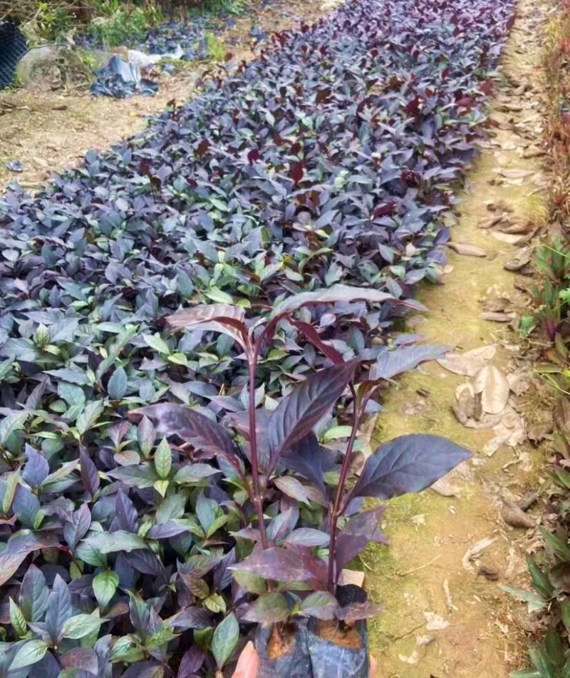 大叶红草（基地直销，各种规格都有，欢迎来电或在线咨询）