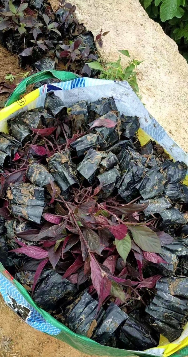大叶红草（基地直销，各种规格都有，欢迎来电或在线咨询）