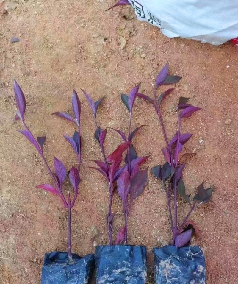 大叶红草（基地直销，各种规格都有，欢迎来电或在线咨询）