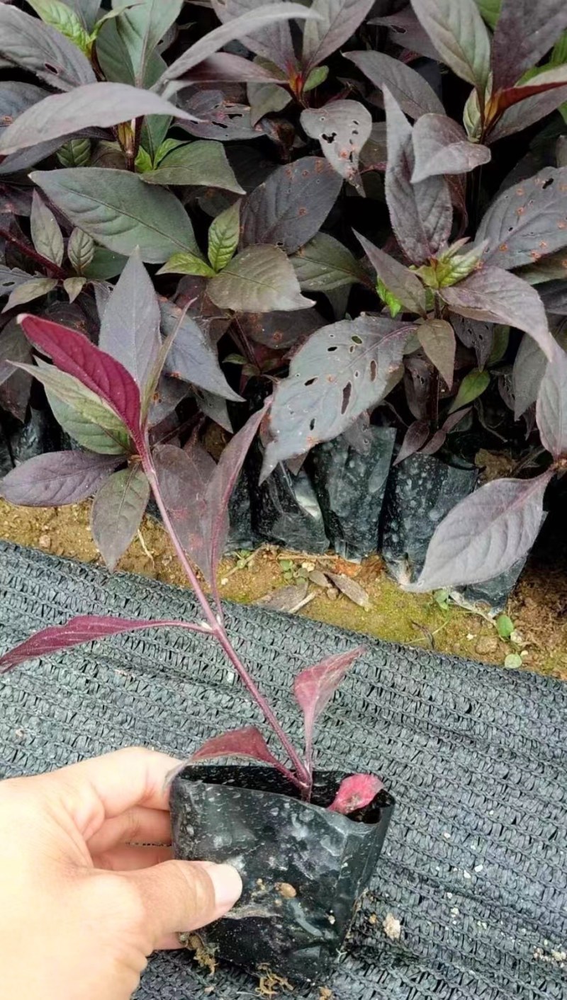 大叶红草（基地直销，各种规格都有，欢迎来电或在线咨询）