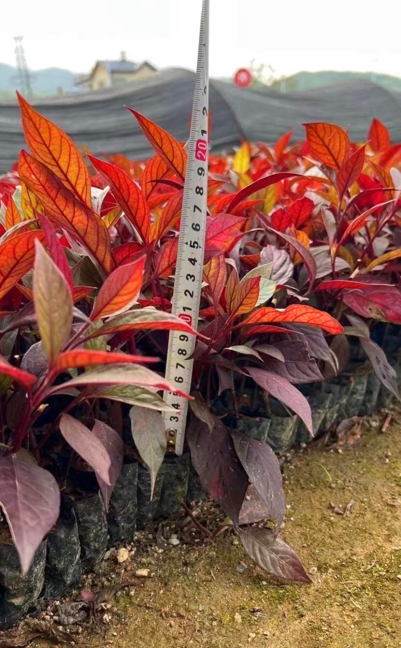 大叶红草（基地直销，各种规格都有，欢迎来电或在线咨询）