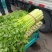 【推荐】精品芹菜西芹大量上市货源充足品质保证