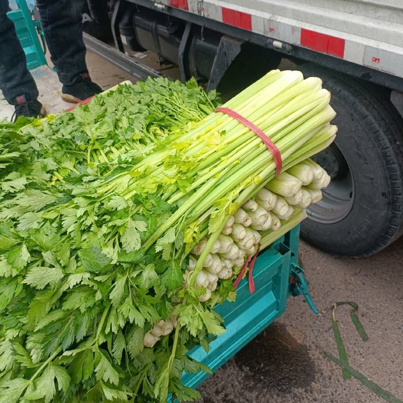 【推荐】精品芹菜西芹大量上市货源充足品质保证