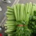 【推荐】精品芹菜西芹大量上市货源充足品质保证
