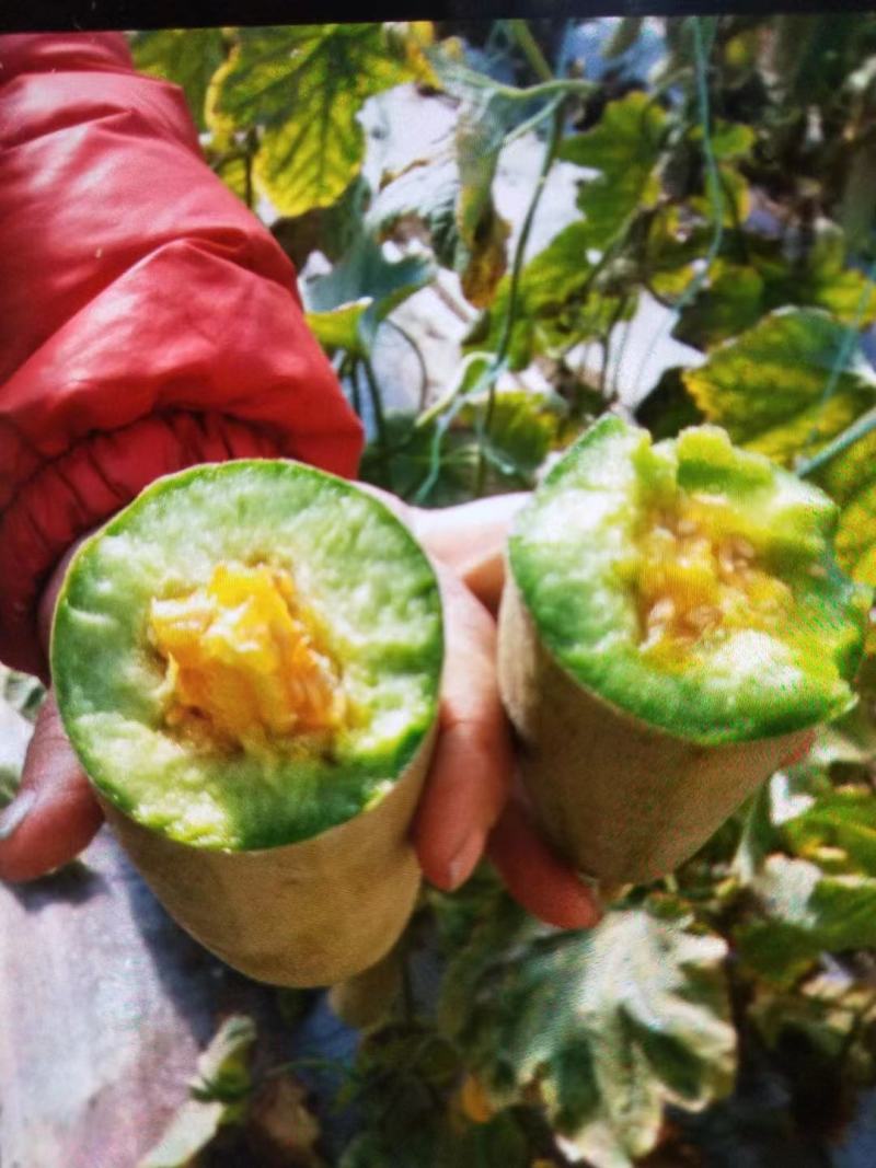 羊角蜜甜瓜甜蜜多汁现货产地直供，欢迎老板联系合作