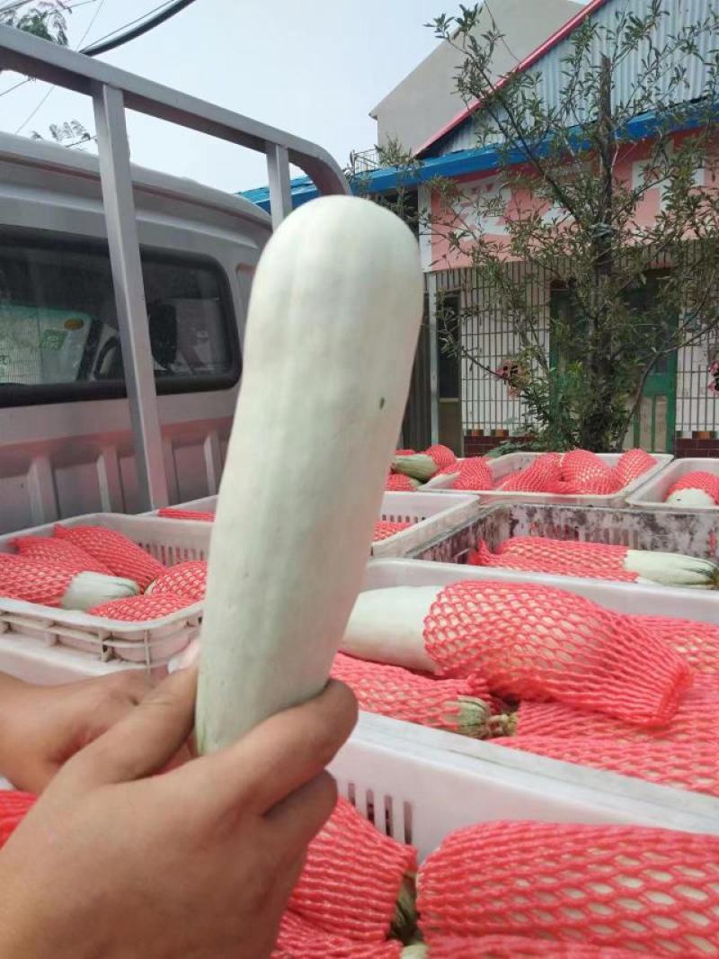羊角蜜甜瓜甜蜜多汁现货产地直供，欢迎老板联系合作