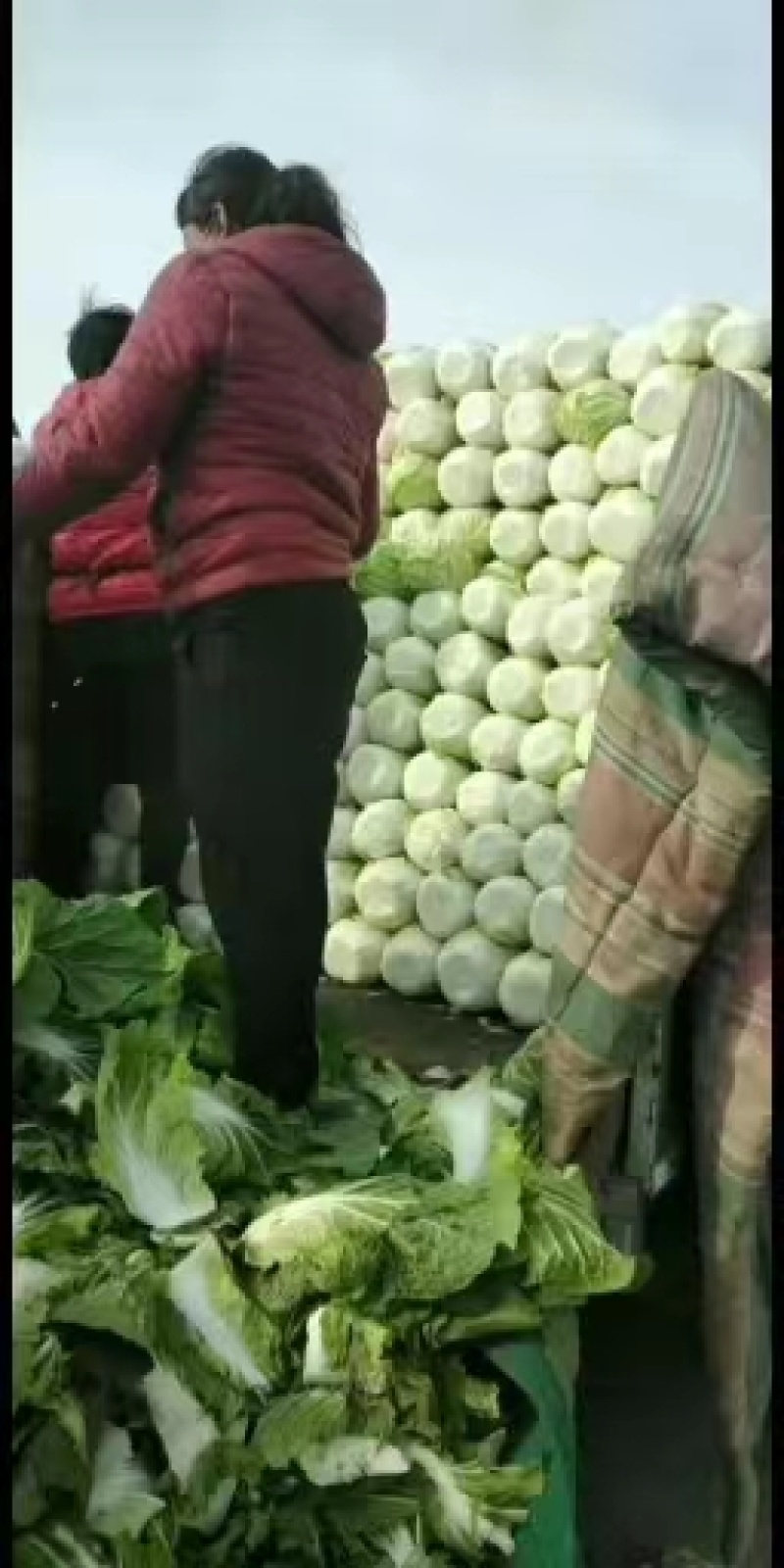 青州黄心大白菜基地直供大量现货欢迎各位老板联系合作