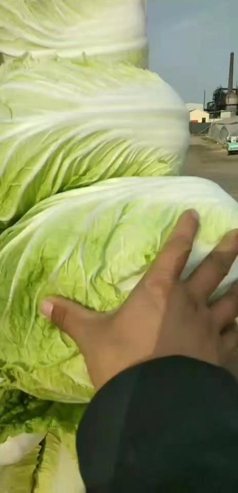 青州黄心大白菜基地直供大量现货欢迎各位老板联系合作