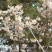 多功能不锈钢超硬伸缩杆香椿槐花摘果杆钓鱼高枝锯手柄绝缘抄