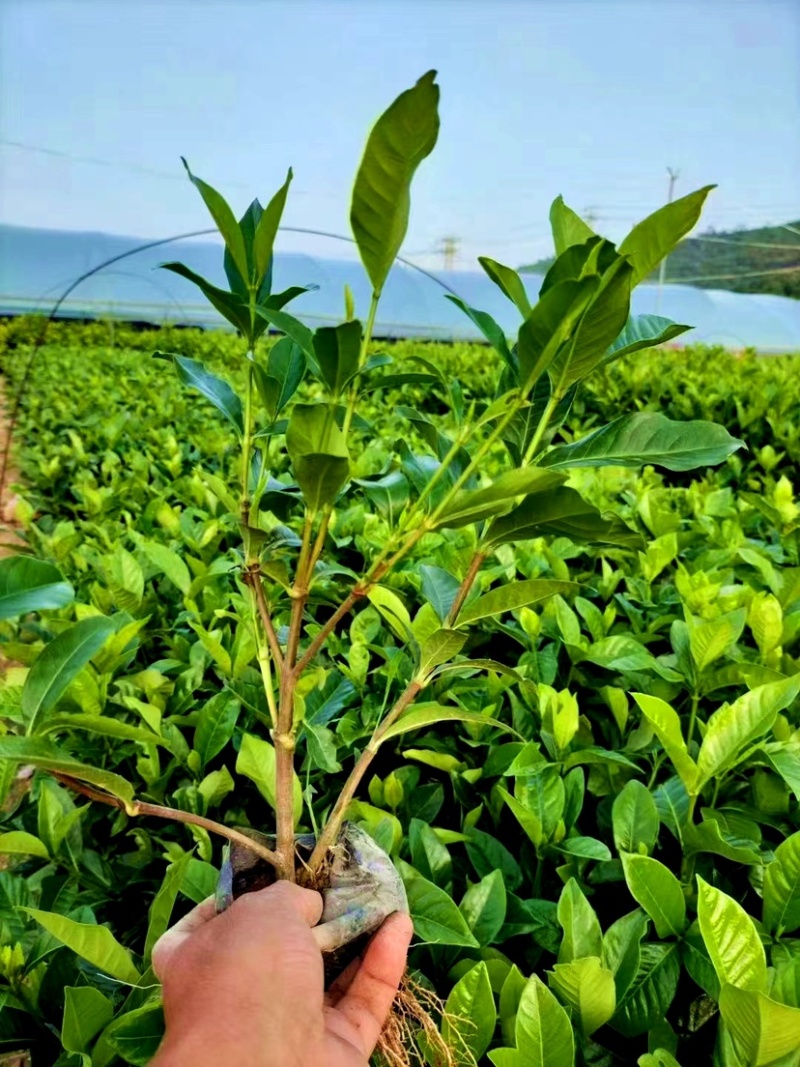 大叶栀子（基地直销，大量供货，欢迎来电或在线咨询）