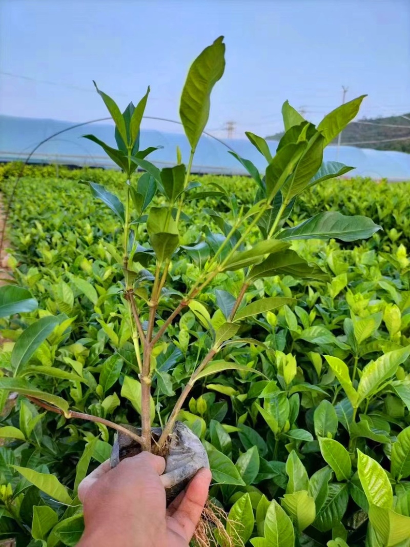 大叶栀子（基地直销，大量供货，欢迎来电或在线咨询）