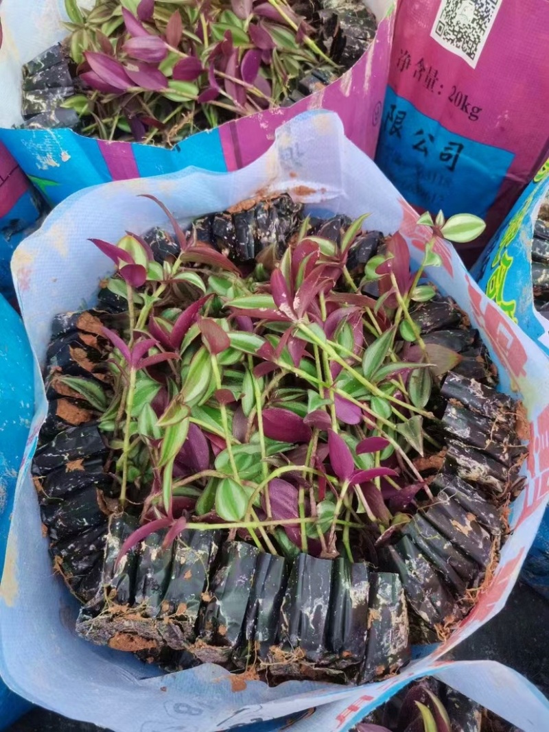 吊竹梅绿化小苗基地直销量大从优