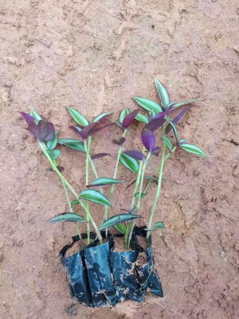 吊竹梅绿化小苗基地直销量大从优