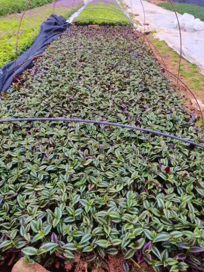 吊竹梅绿化小苗基地直销量大从优