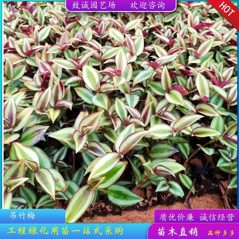 吊竹梅绿化小苗基地直销量大从优