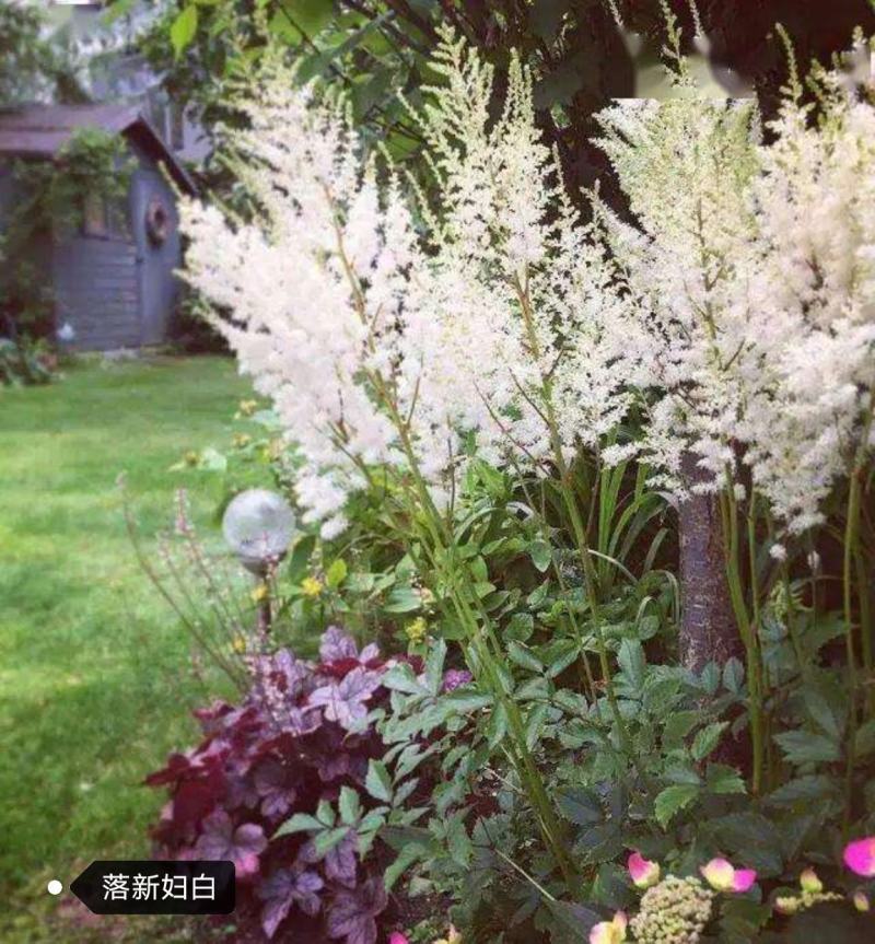 落新妇，盆栽，园林庭院绿化，小区绿化耐寒宿根花卉，多年生