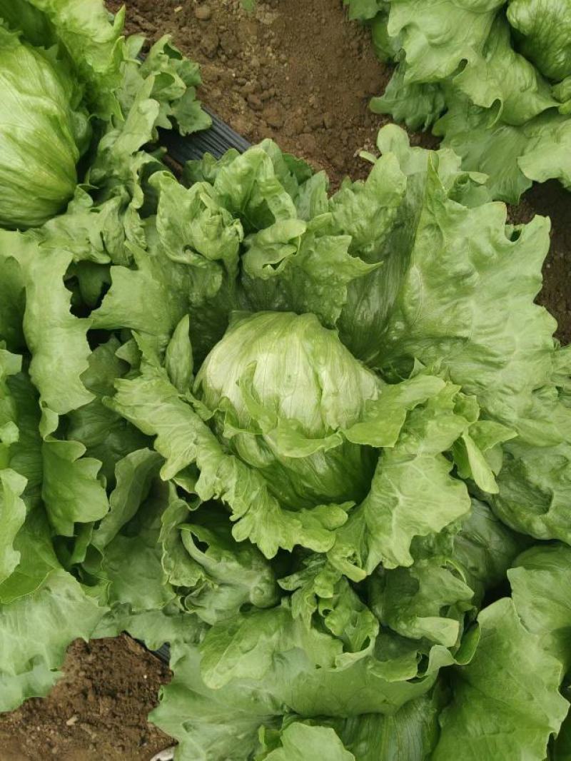 热卖球生菜！产地直供！大棚种植！货源充足！欢迎订购！