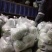 精品佛手瓜，产地直发，货源充足，量大价优，欢迎采购商联系