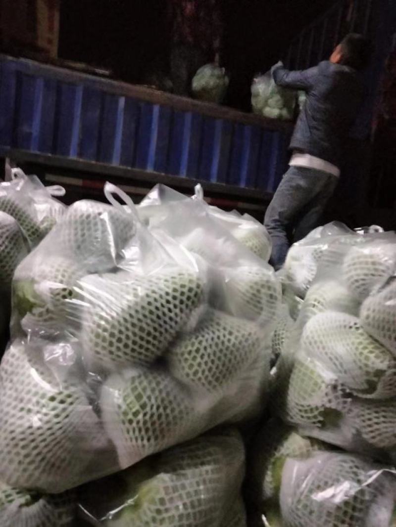 精品佛手瓜，产地直发，货源充足，量大价优，欢迎采购商联系