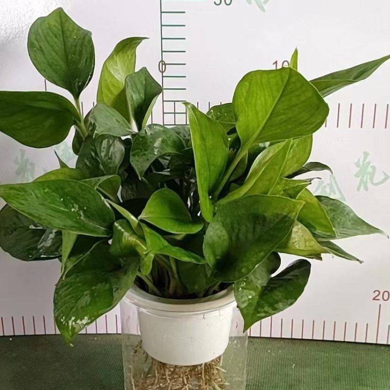 水培青叶绿萝