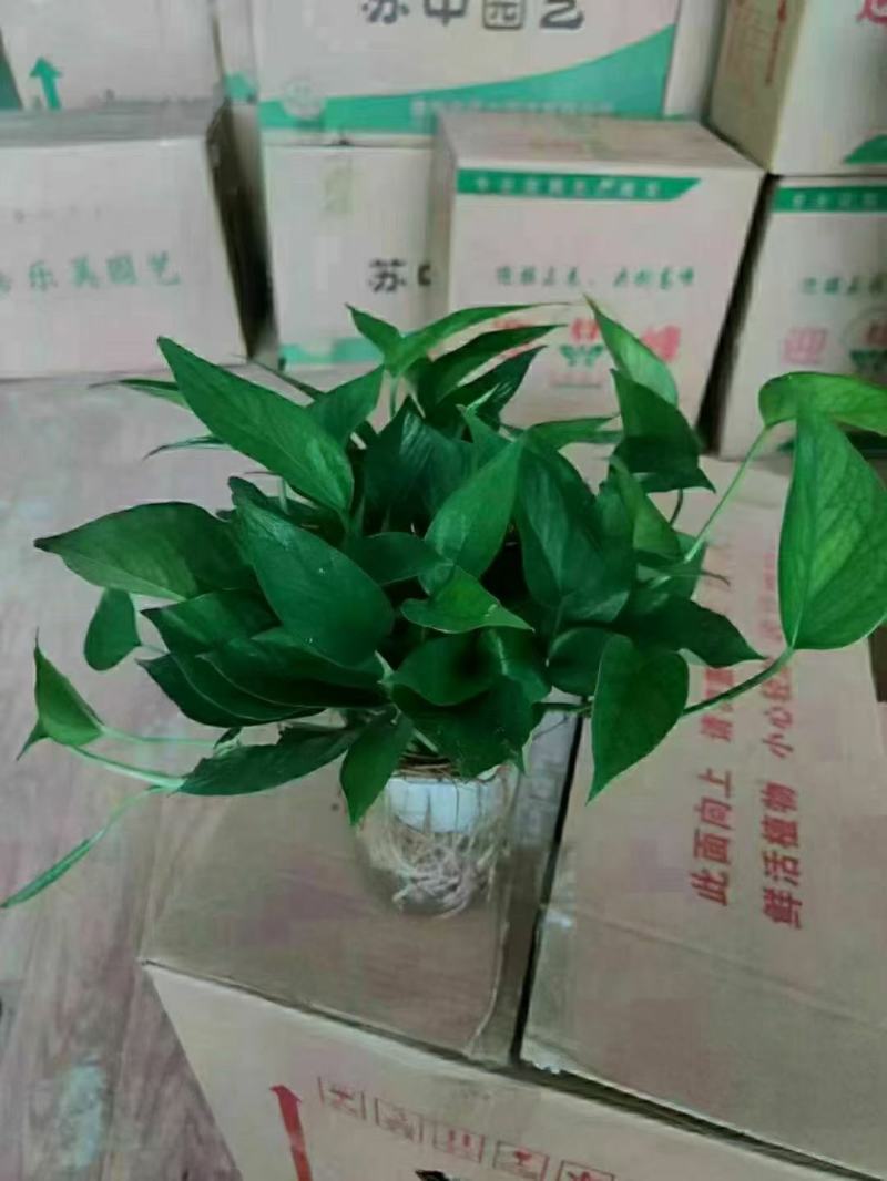 水培青叶绿萝
