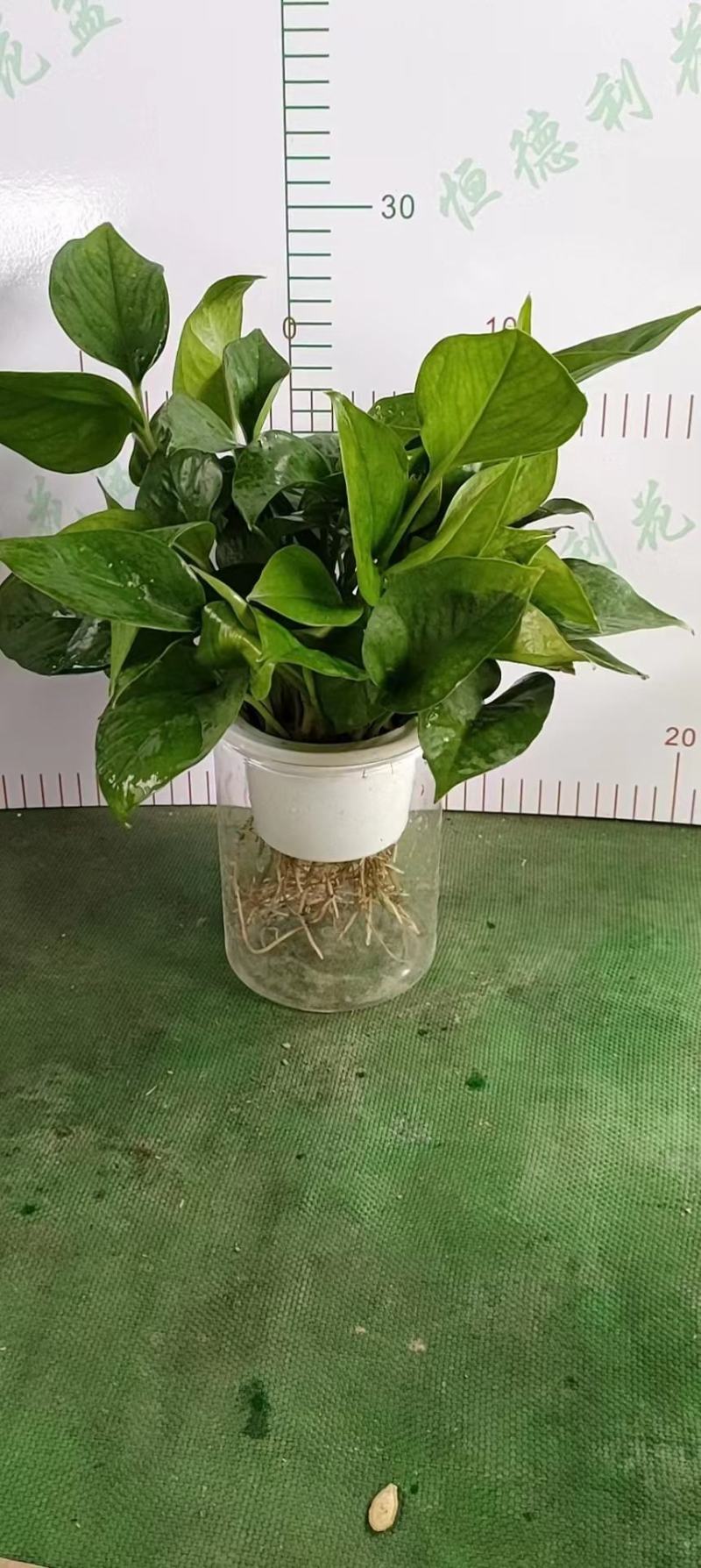 水培青叶绿萝