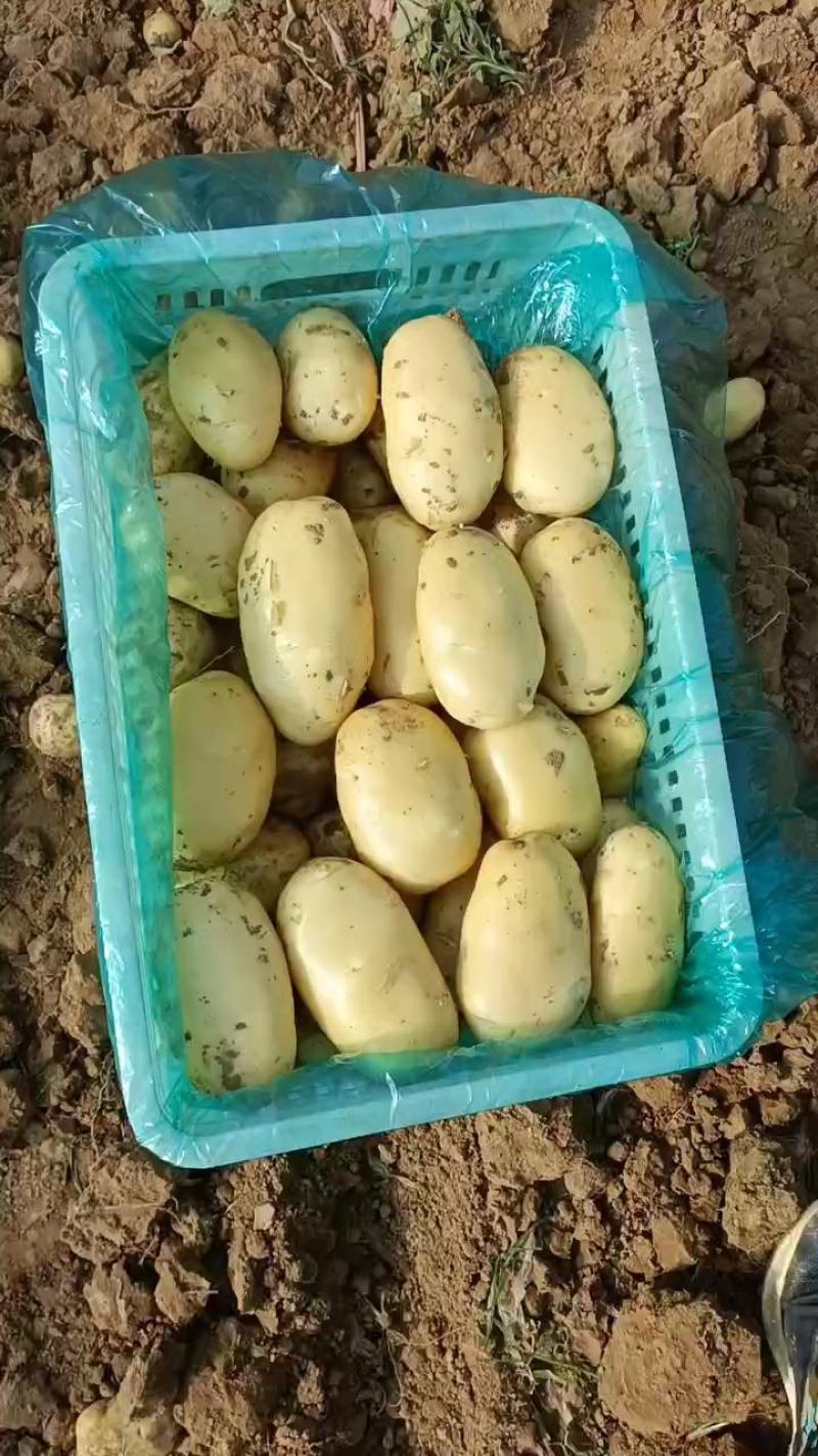 山东大棚三模荷兰十五土豆，货源充足，颜色亮黄