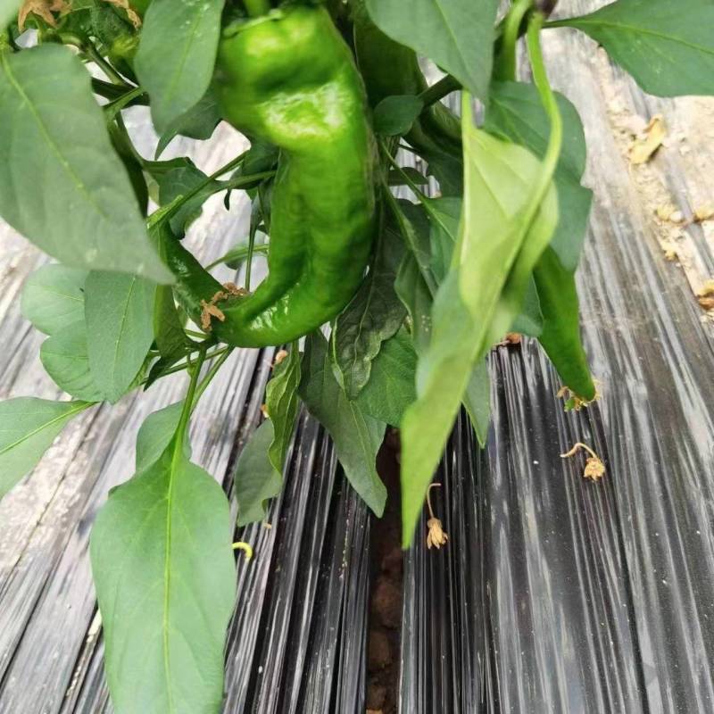 百亩基地薄皮椒每天能出6万斤左右