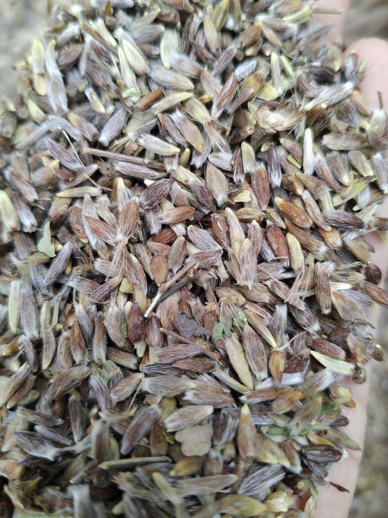出售新产苍术种子朱砂点苍术籽苍术籽春秋播种