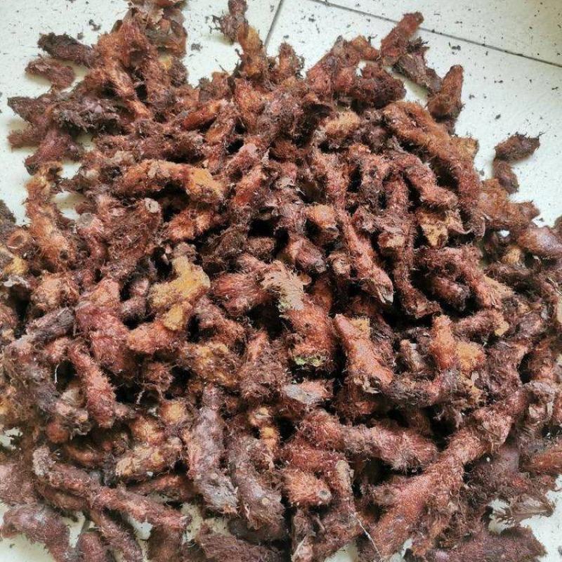 黄柏1w多棵15年龄、石菖蒲、玉竹、骨碎补