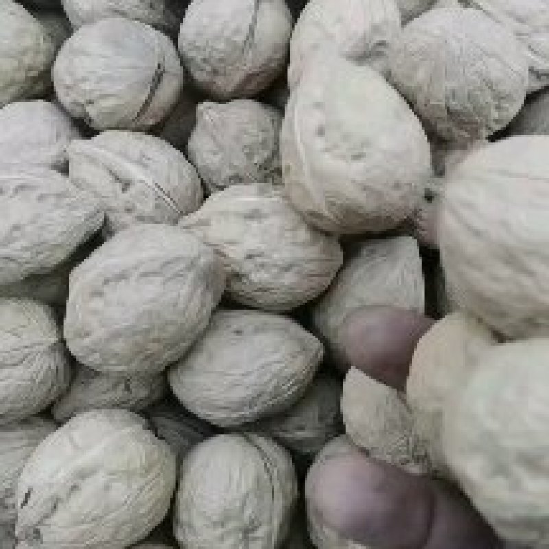 核桃大出血甩卖，地摊货的摇篮，电商直播的福利，欢迎选购