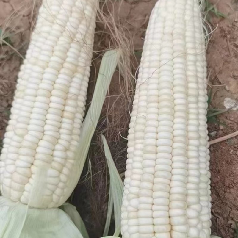 水果甜糯玉米白糯花糯太阳花