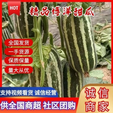 博阳九，博阳六一，大量有货，一手货源，万亩产地，保证质量