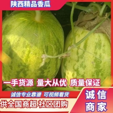 各种甜瓜新姑娘，博阳九星甜24，黄河密，万亩产地一手货源