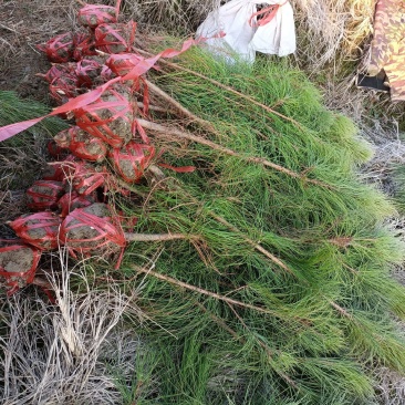 带土求湿地松70-100公分，一年生湿地松造林小苗。