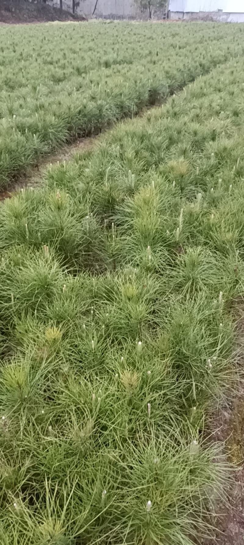 湿地松粗0.4以上高度20以上一年生湿地松造林裸根小苗。