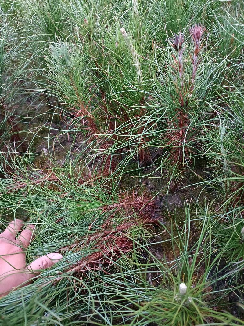 湿地松粗0.4以上高度20以上一年生湿地松造林裸根小苗。