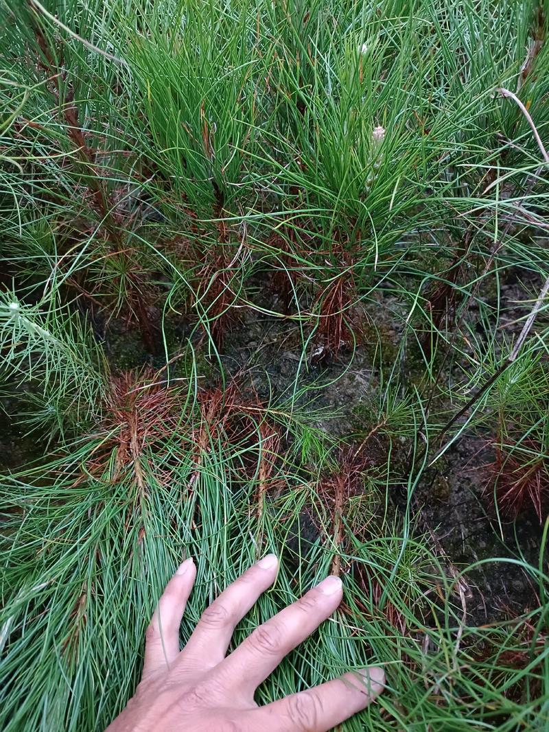 湿地松粗0.4以上高度20以上一年生湿地松造林裸根小苗。