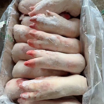 猪副产品鲜冻母猪猪蹄