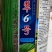 豆角种子，真翠6号，产量高，详细介绍请看包装说明谢谢！