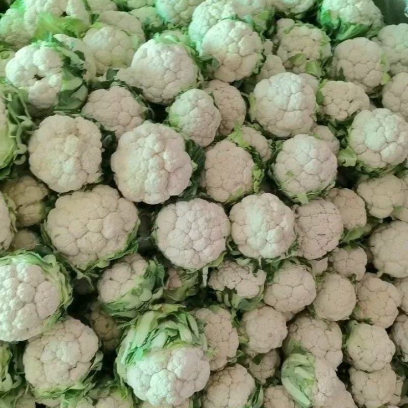 【精品子叶花】陕西洋县白花菜花松花菜实力代办一条龙服务