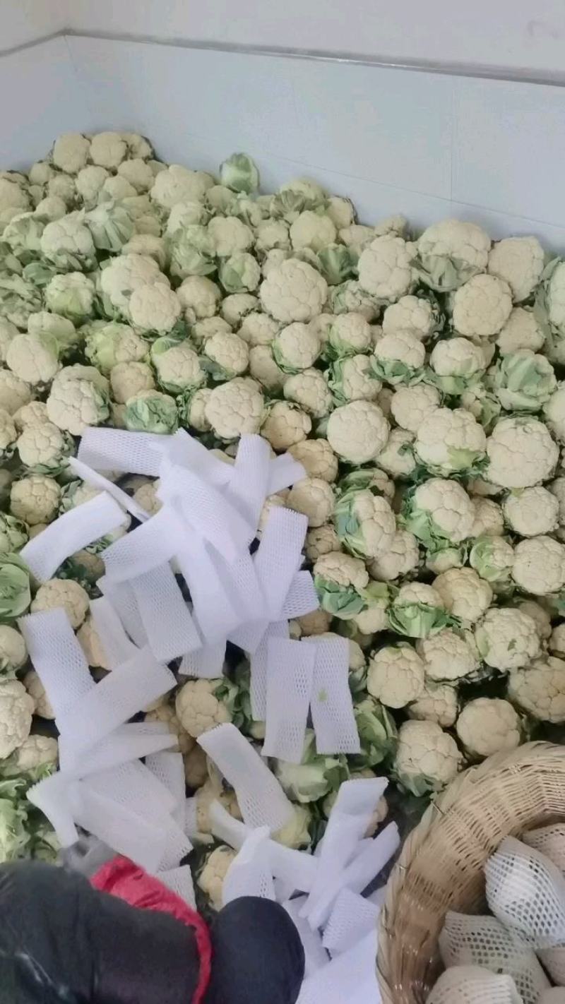 【精品子叶花】陕西洋县白花菜花松花菜实力代办一条龙服务