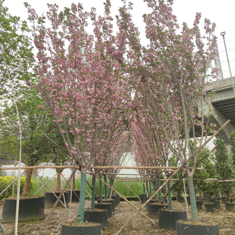2303基地供应日本晚樱10-12cm容器苗全冠樱