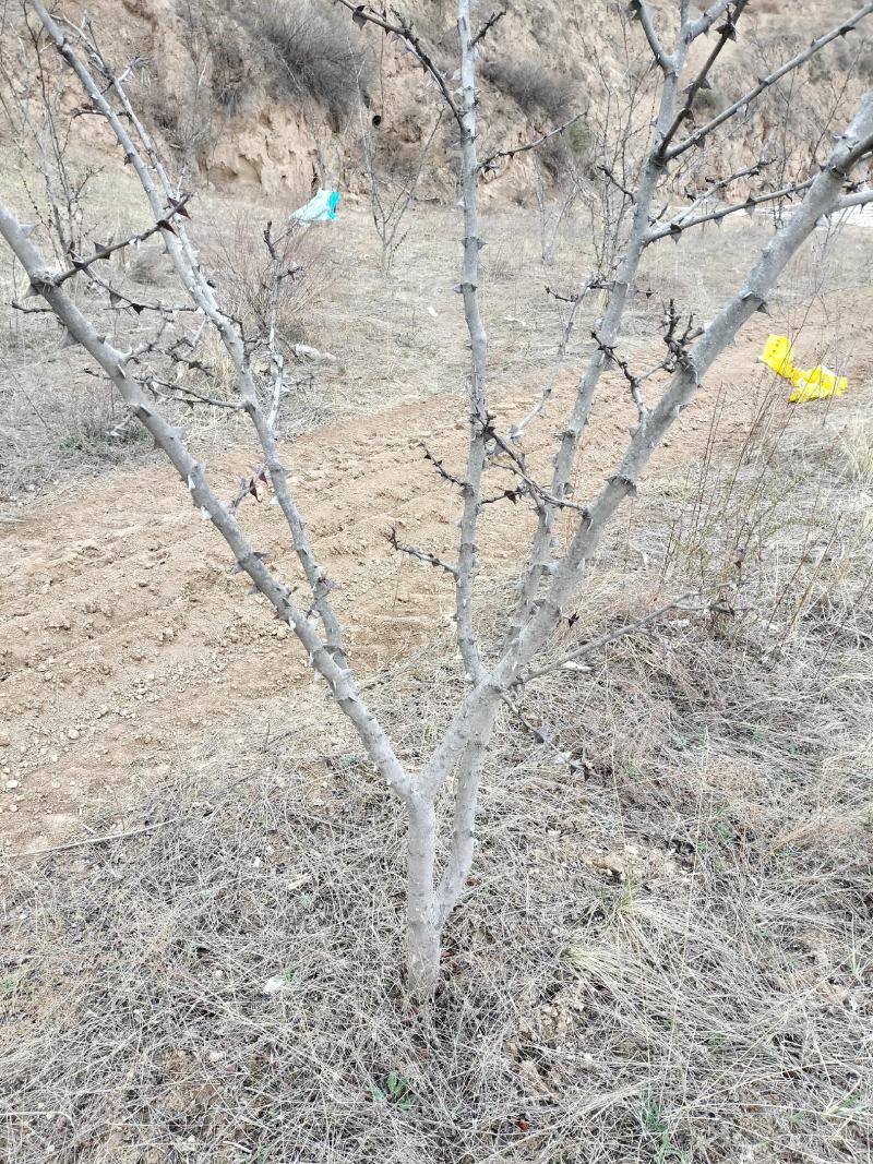 花椒树大树，下地七八年，自己栽栒盆景花椒都不错