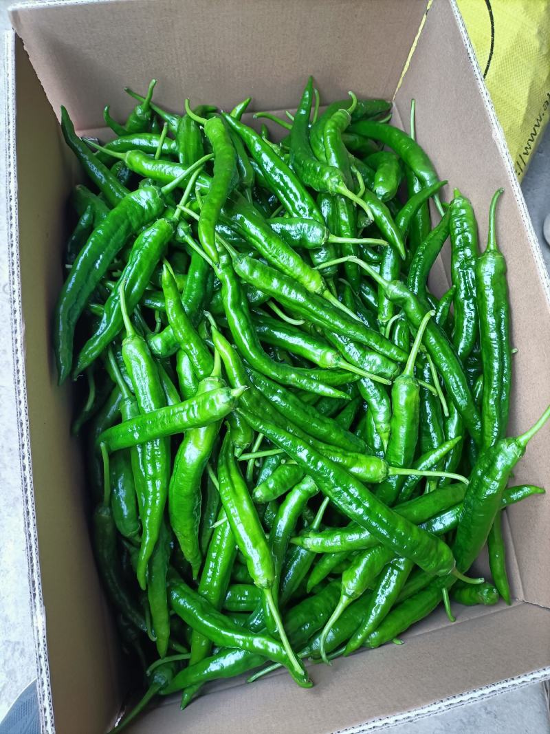 广西露天辣椒大量上市了