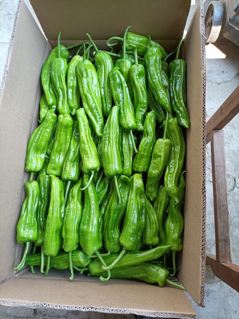 广西露天辣椒大量上市了