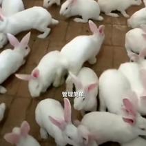 泸州江阳区批发兔苗，种兔